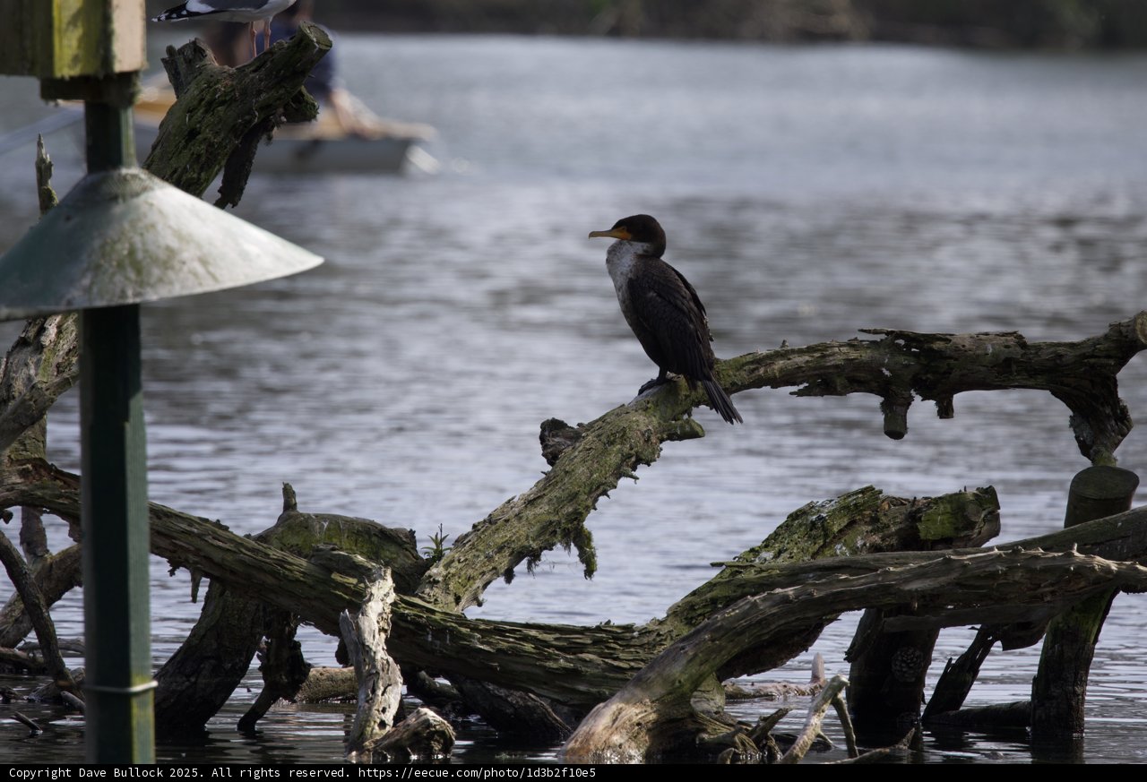 Serenity Among the Driftwood