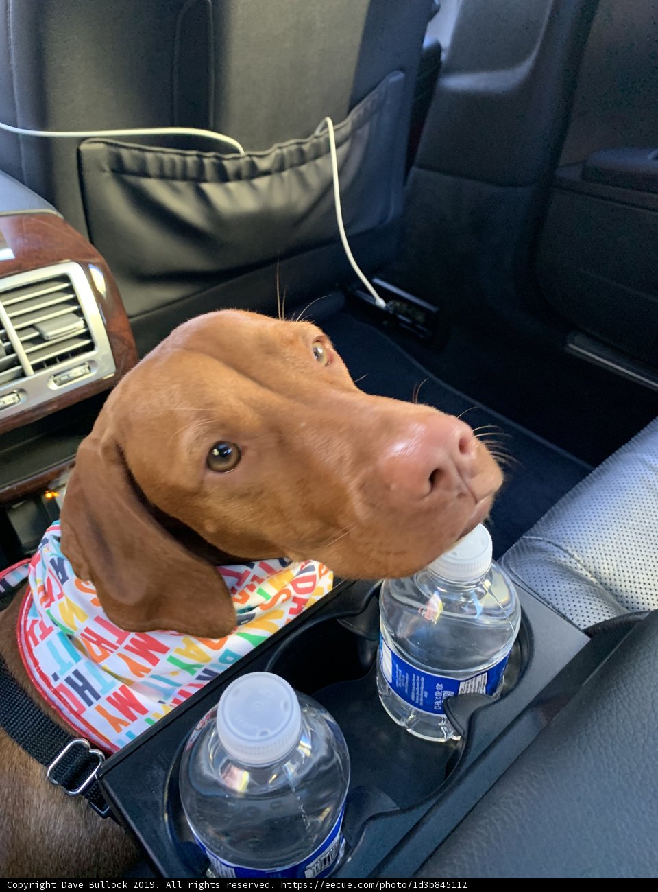 Vizsla on the Go