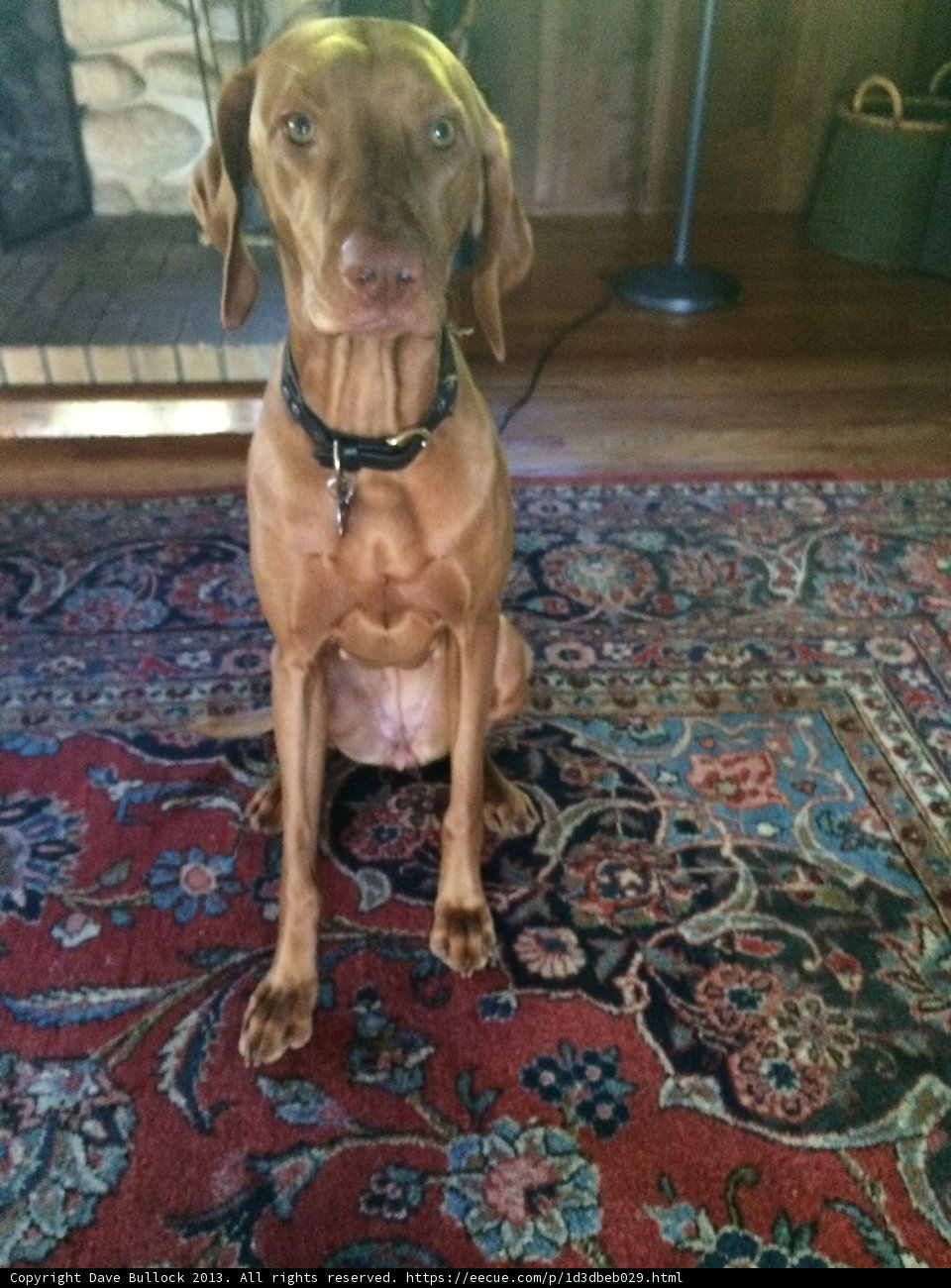 Cozy Canine at Home