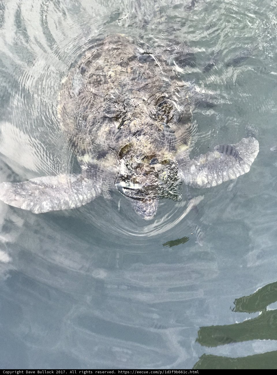 Turtle Saying Hello