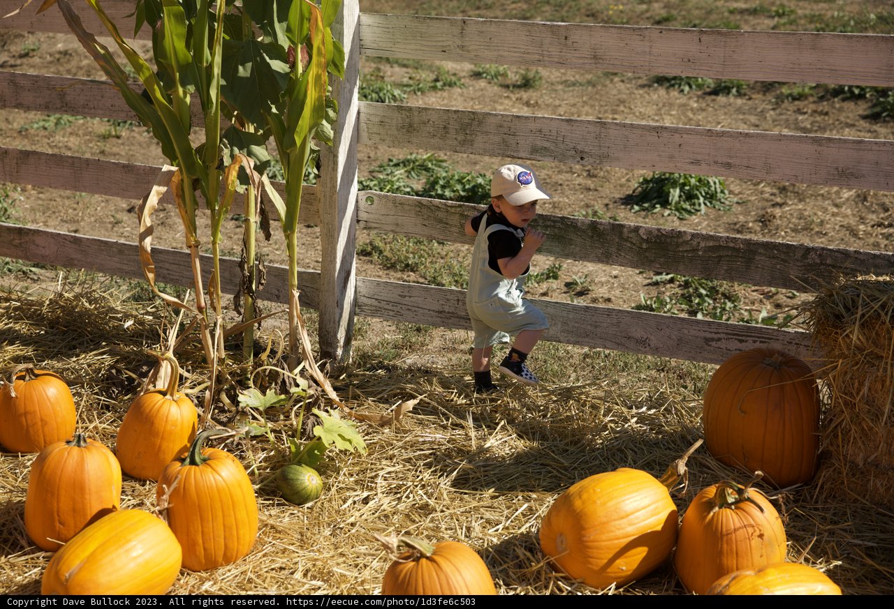 Autumn Adventure at the Pumpkin Patch