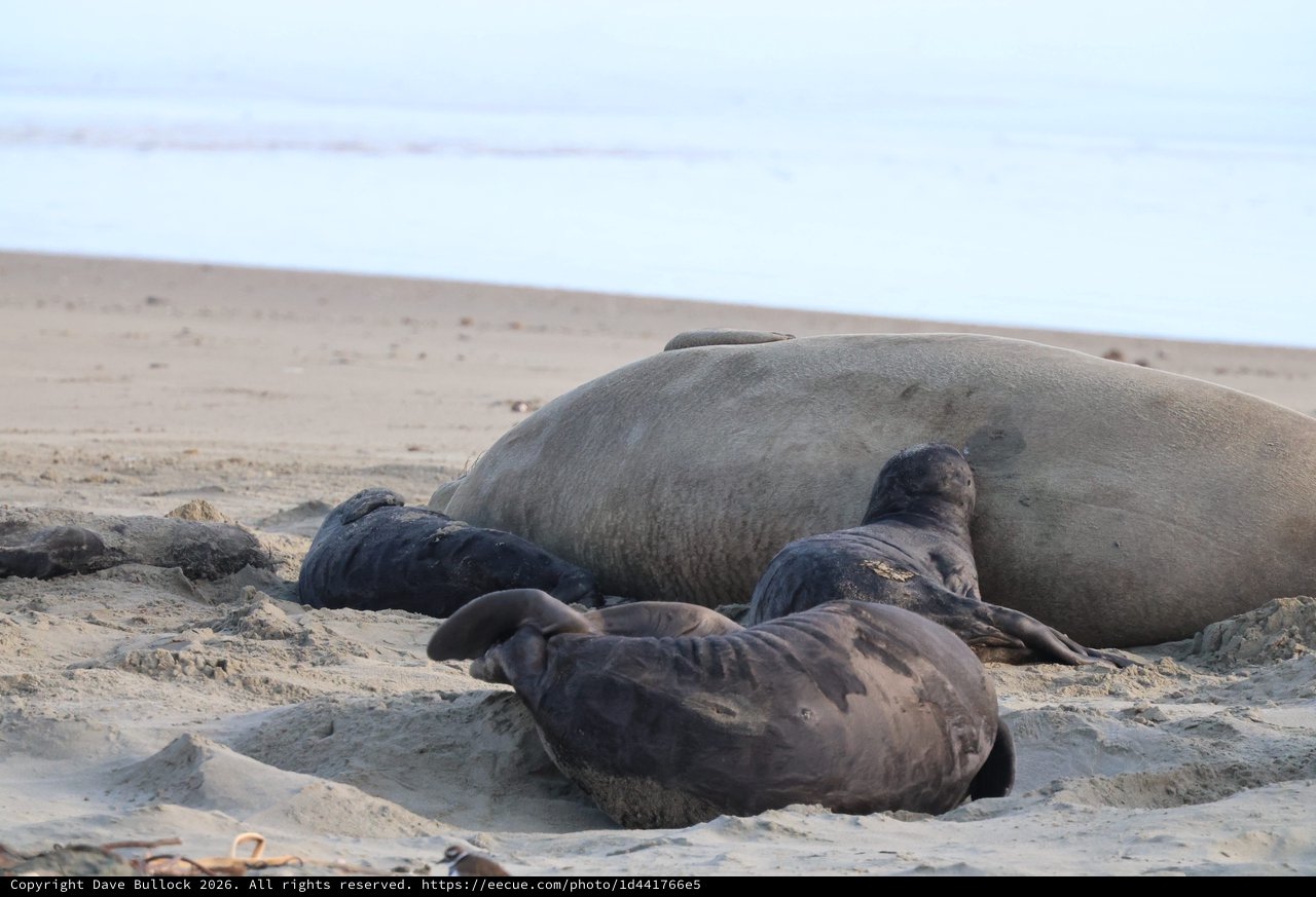 Elephant Seal Family Resting on Drakes Beach