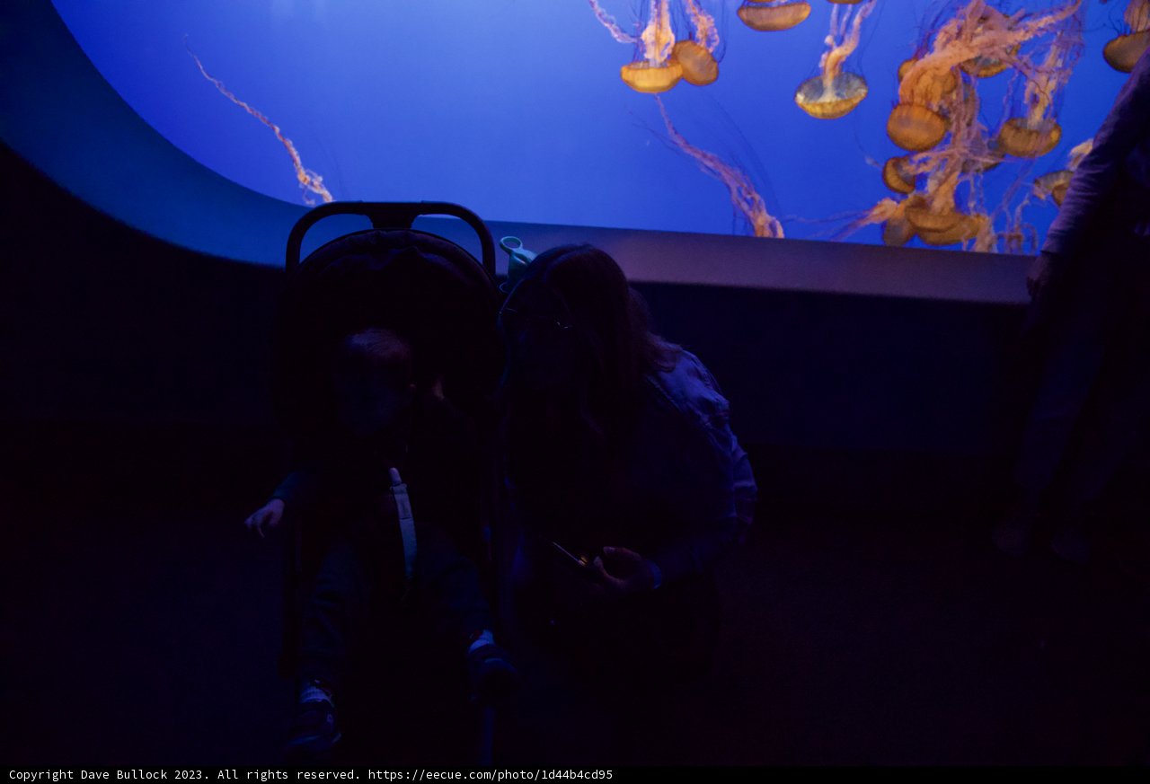 Magical Encounter at Monterey Bay Aquarium