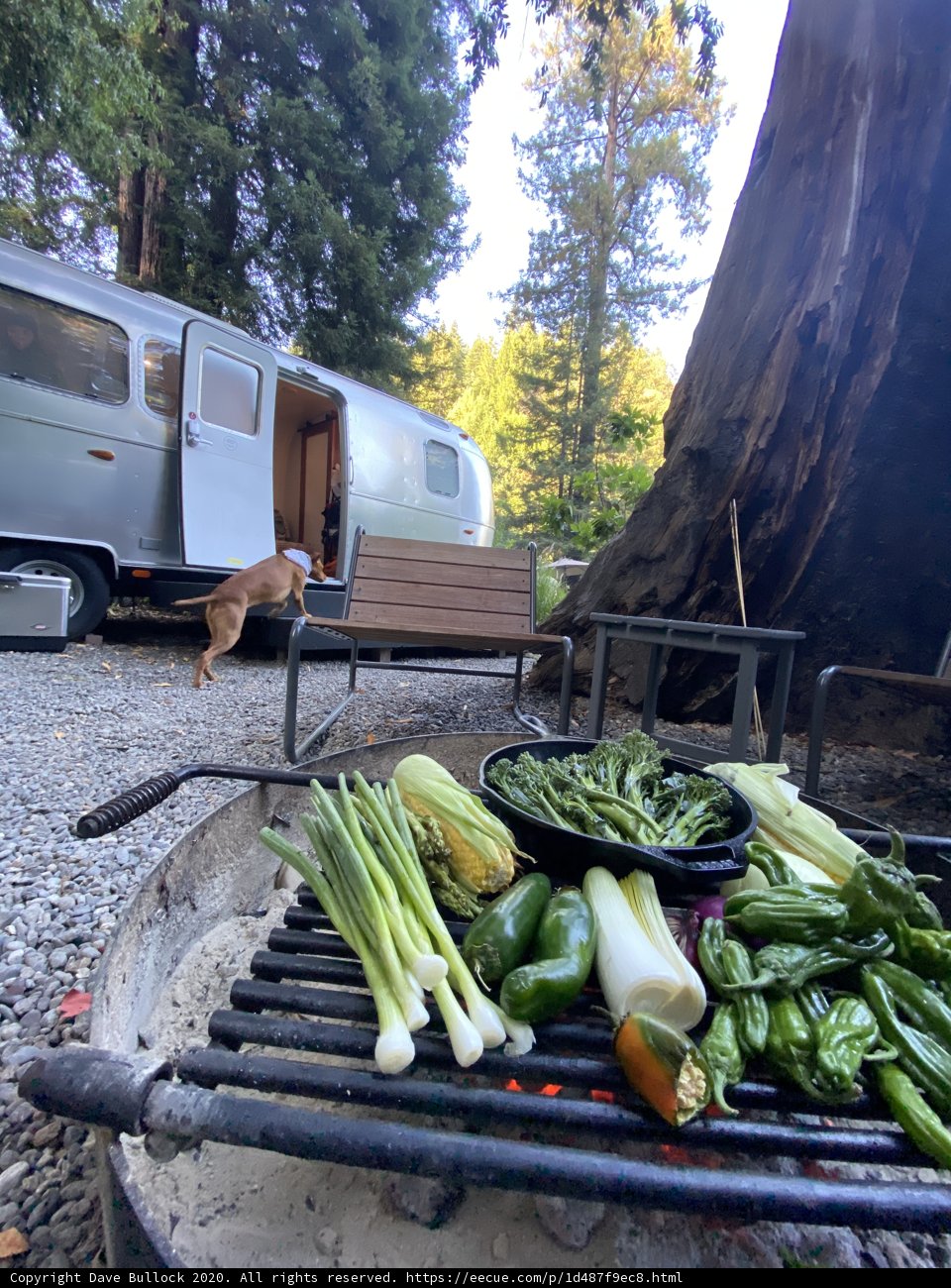 Grillin' with the Pup