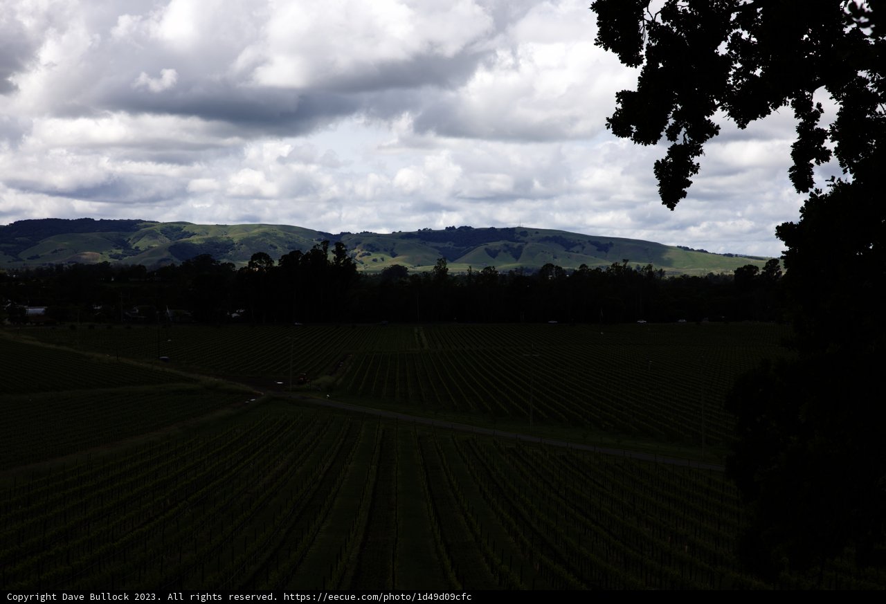 Serenity Among the Vines