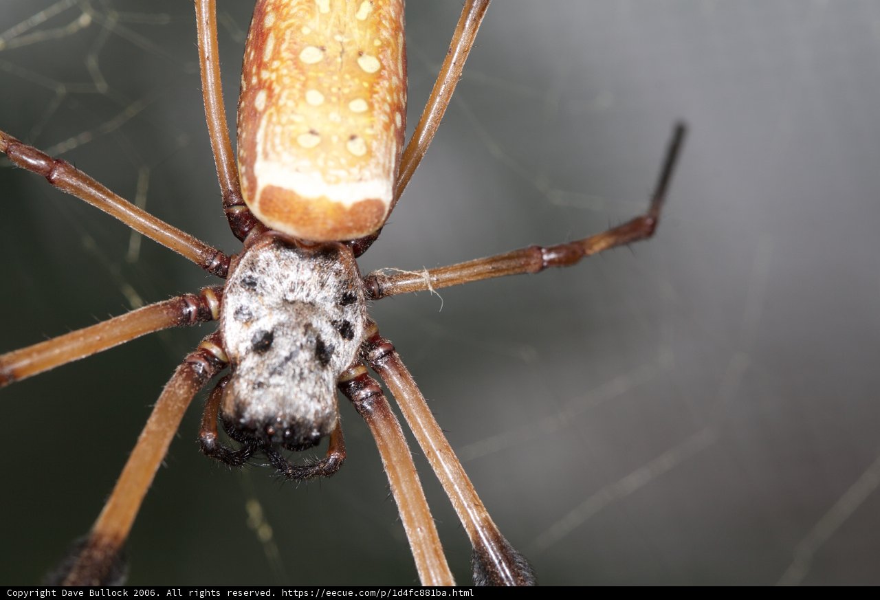 Garden Spider in its Habitat