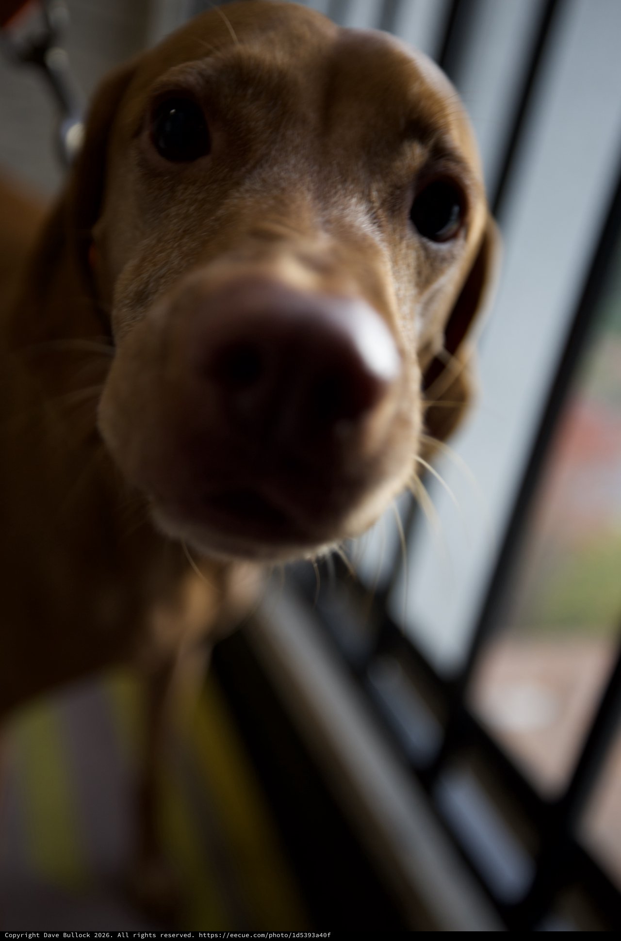 Curious Beagle's Extreme Close-Up Portrait