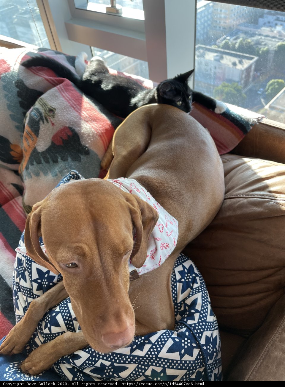 Cozy scenes of canine and feline companionship