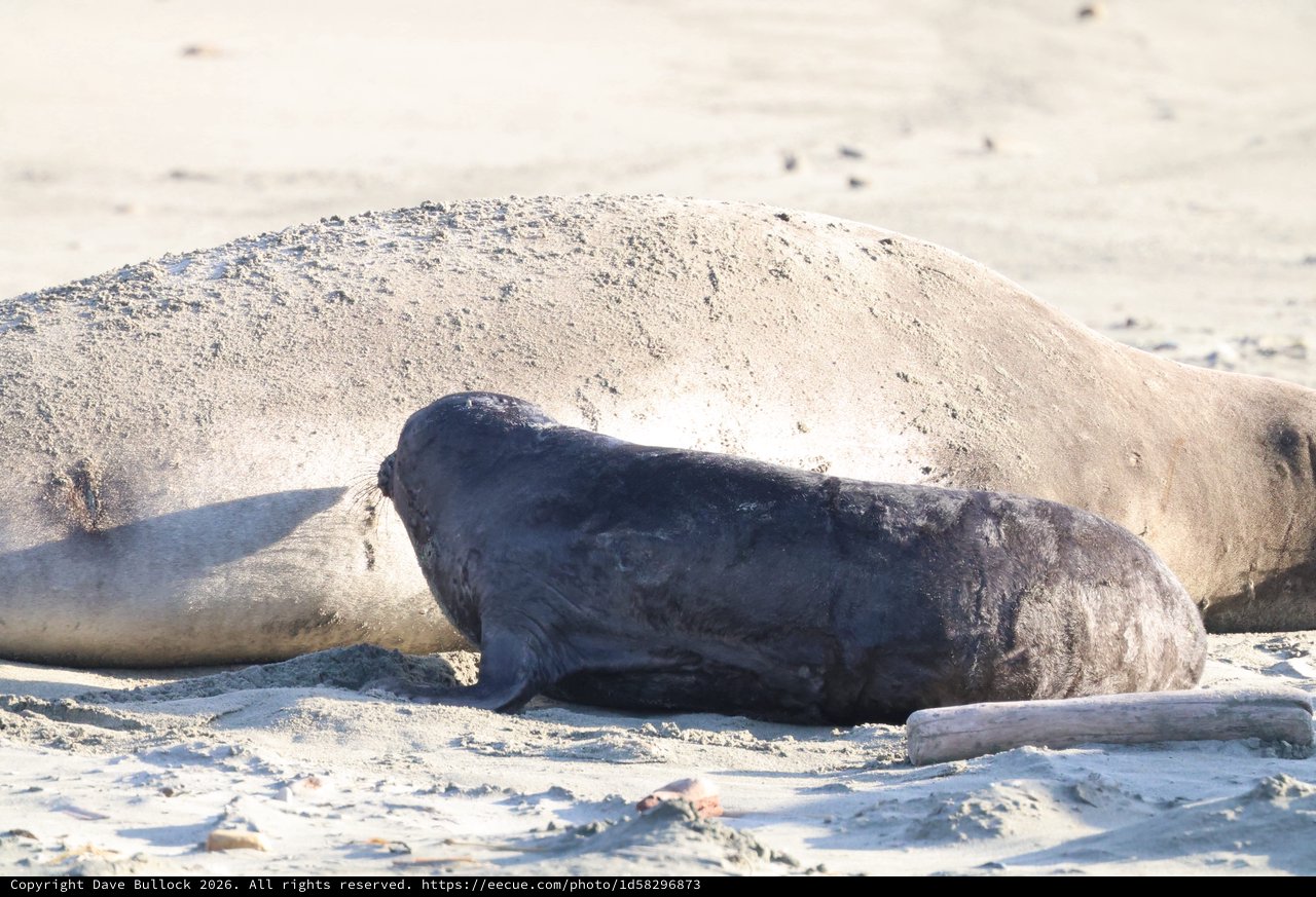 Elephant Seal Resting on Sandy Beach Shore