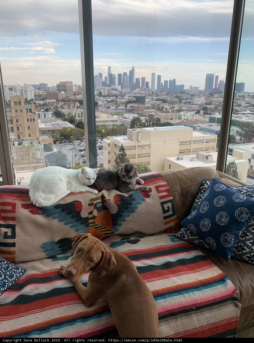 Furry Friends on the Couch