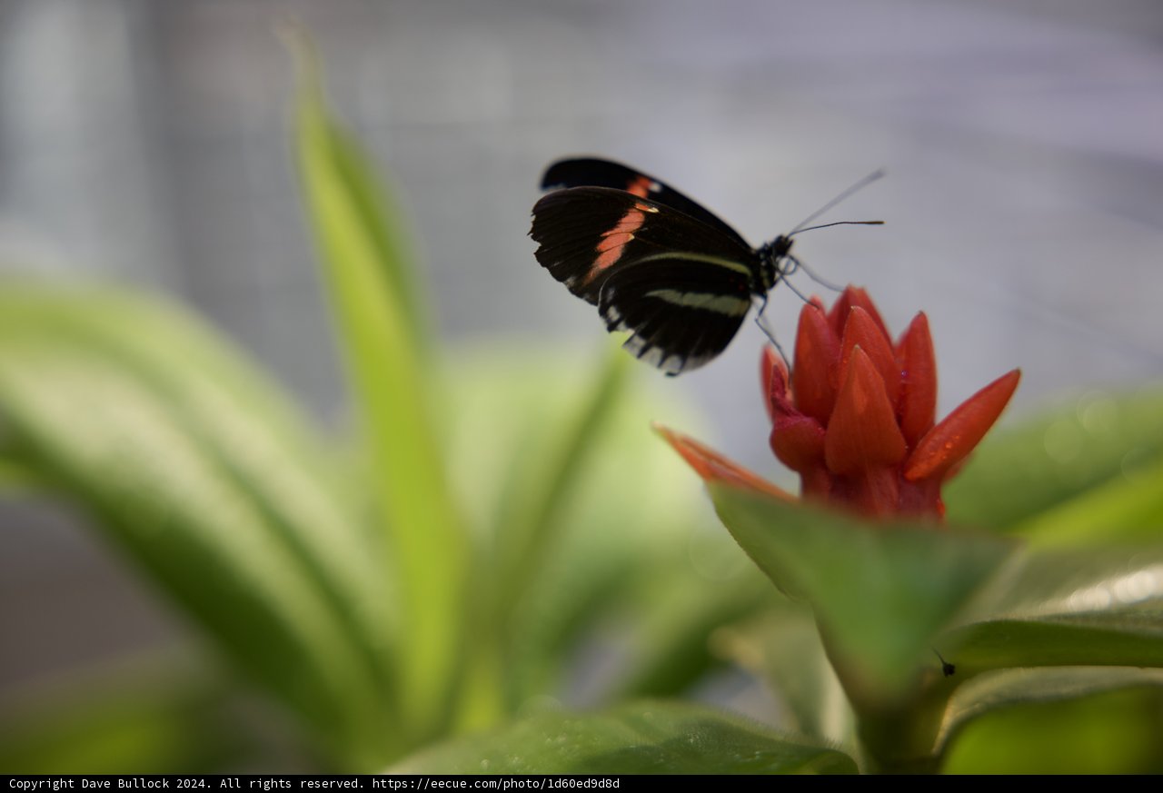Monochrome Majesty on Rouge Bloom