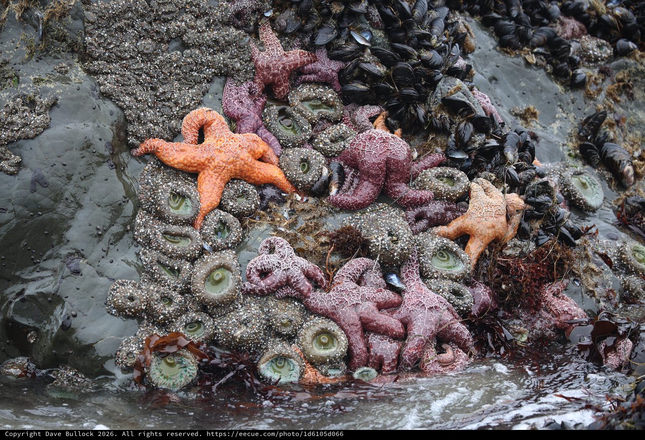 Vibrant Starfish and Anemones at Pacific Tide Pool