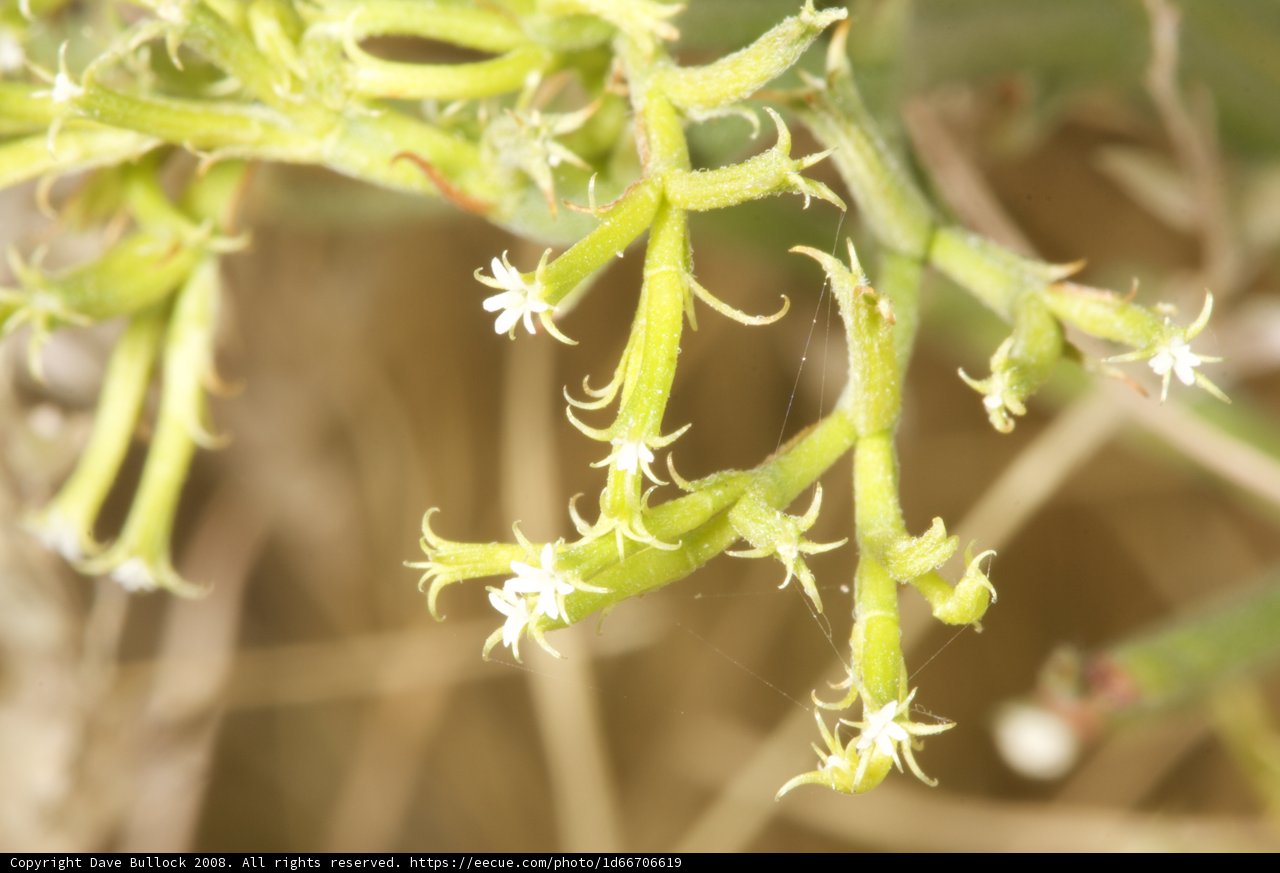 Desert Blossom