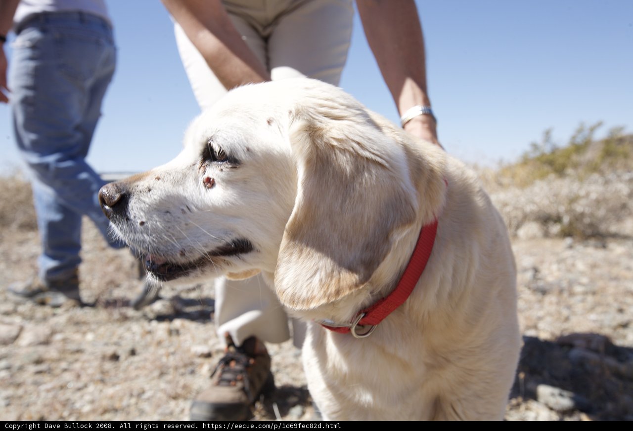 Man Takes A Stroll With His Golden Retriever