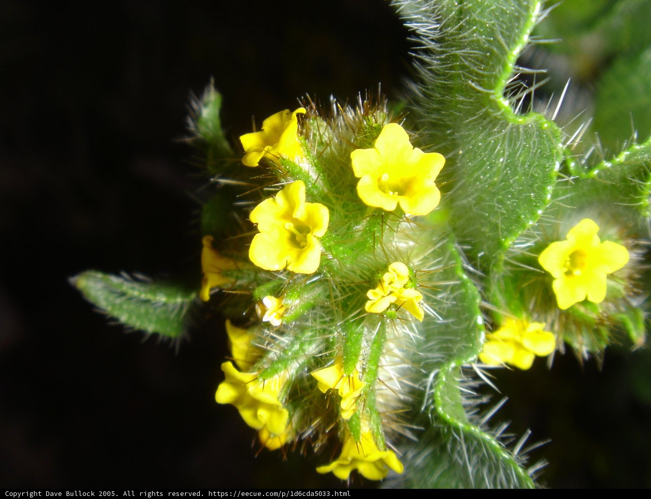 Yellow Flowering Plant in Close Up