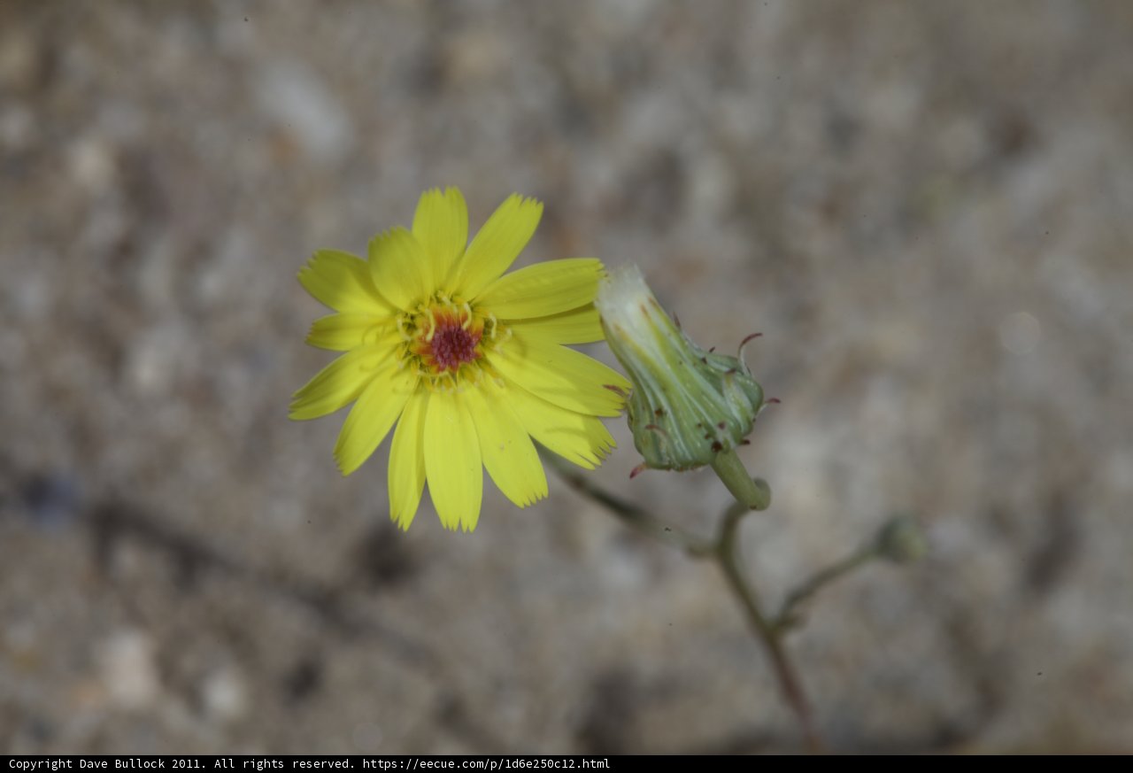 Sunburst Daisy