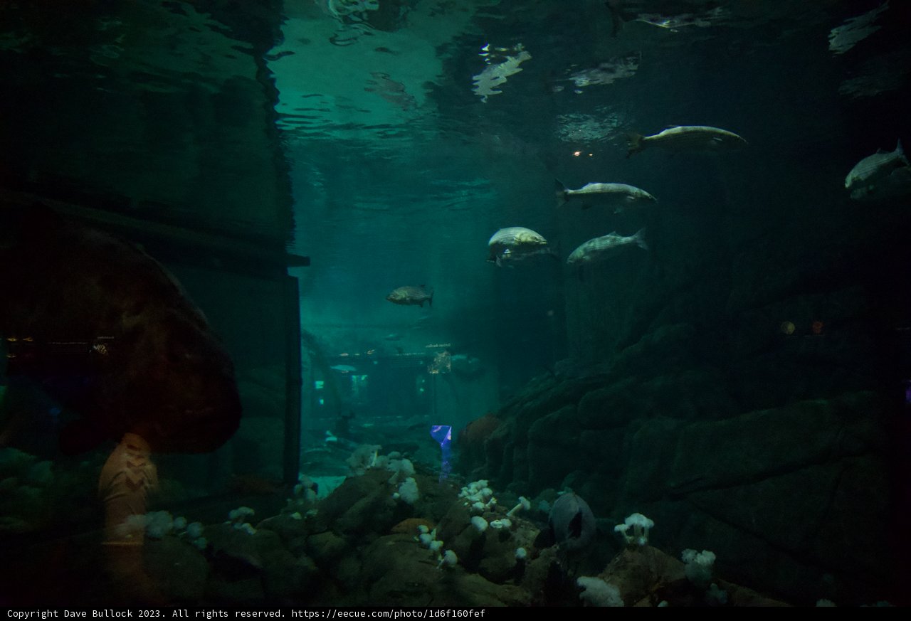 Underwater Wonders at Monterey Bay Aquarium