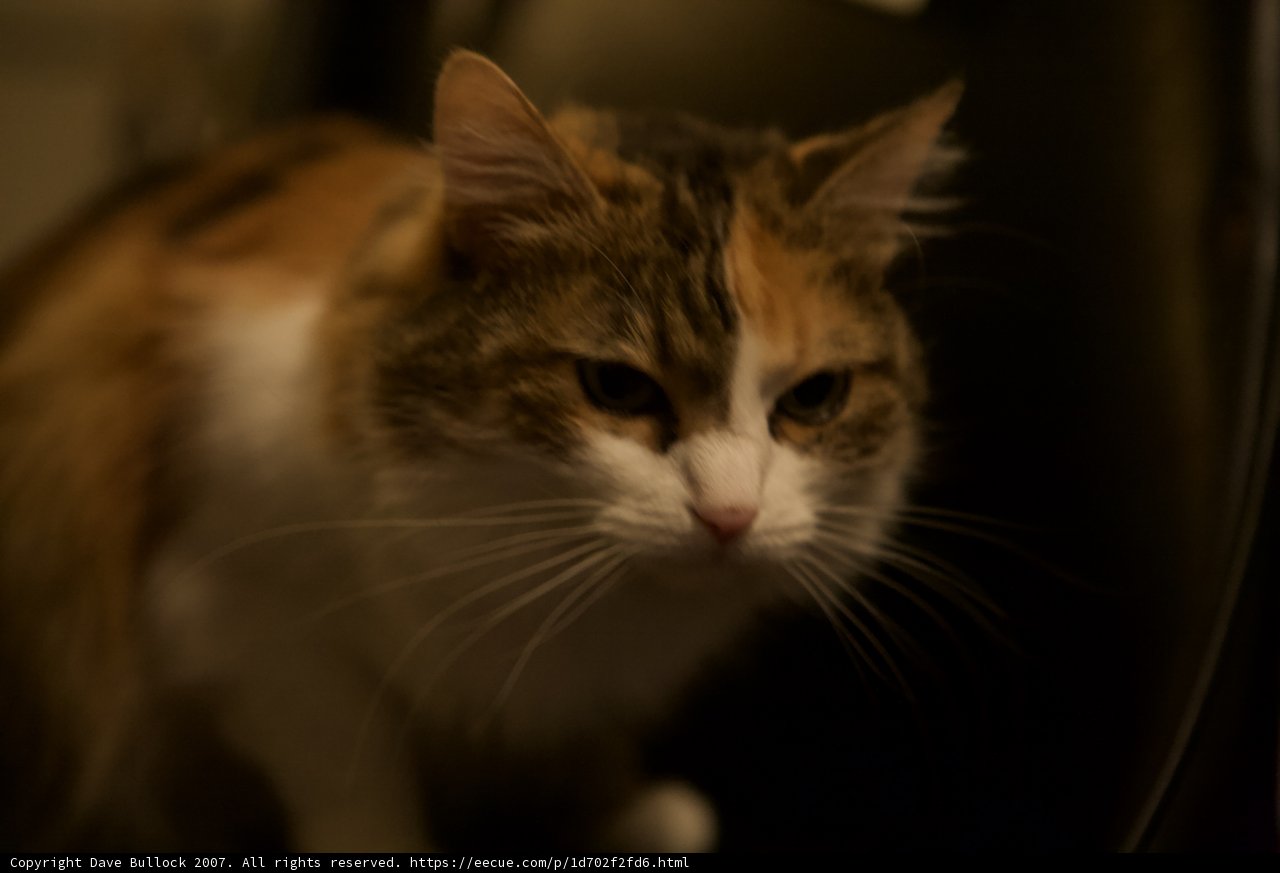 Nighttime Calico Cat Comfort