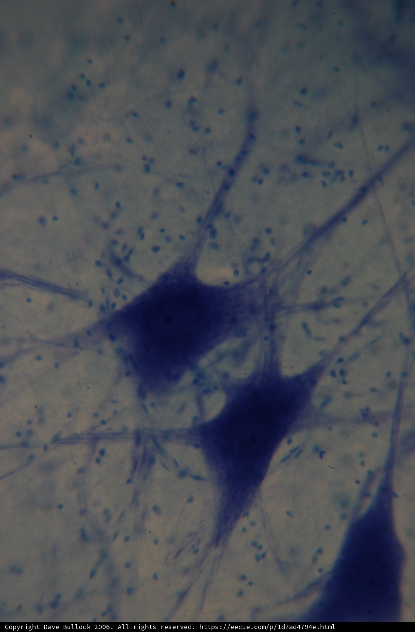 The Stained Cell