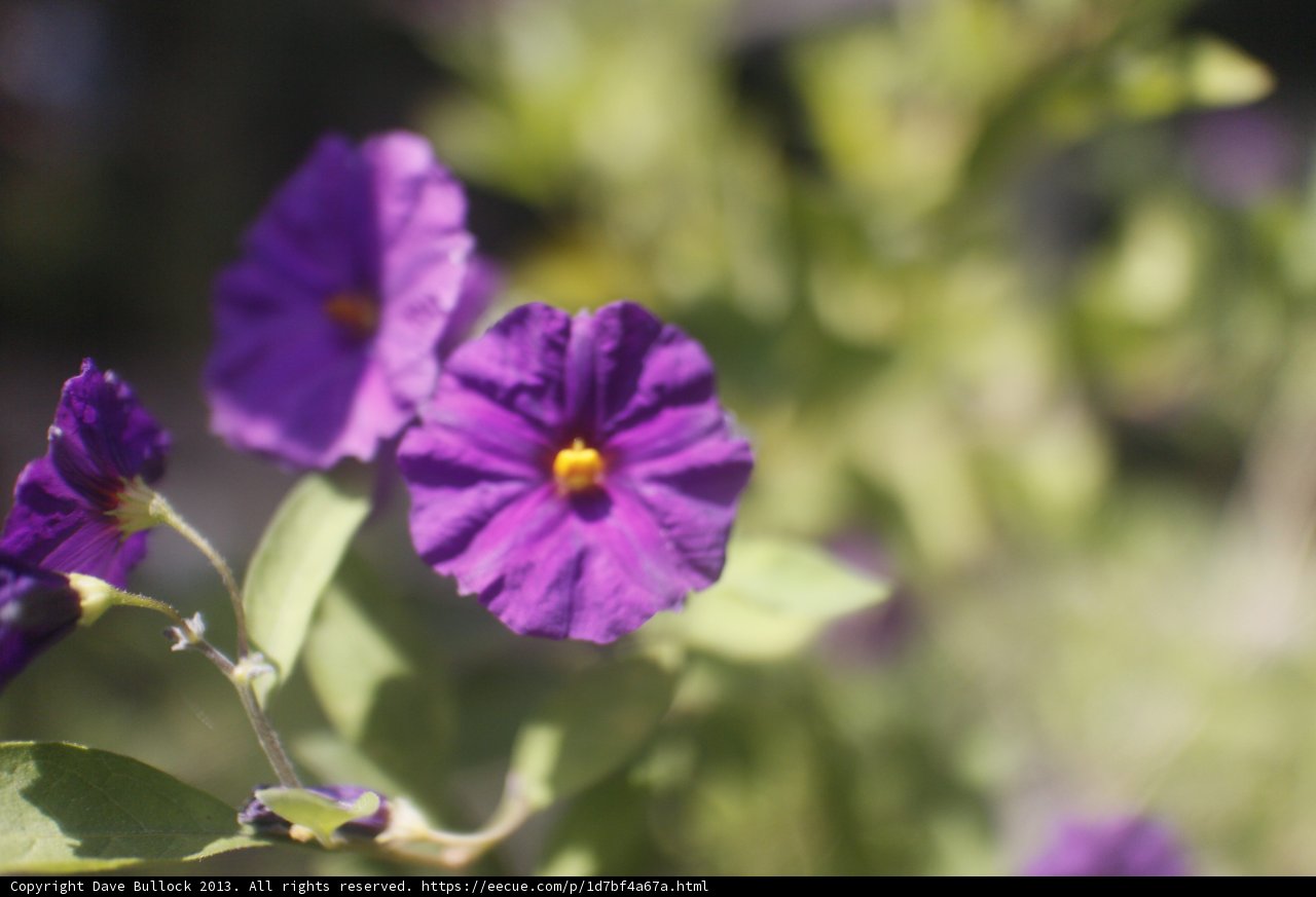 Vibrant Geraniums under the California Sun