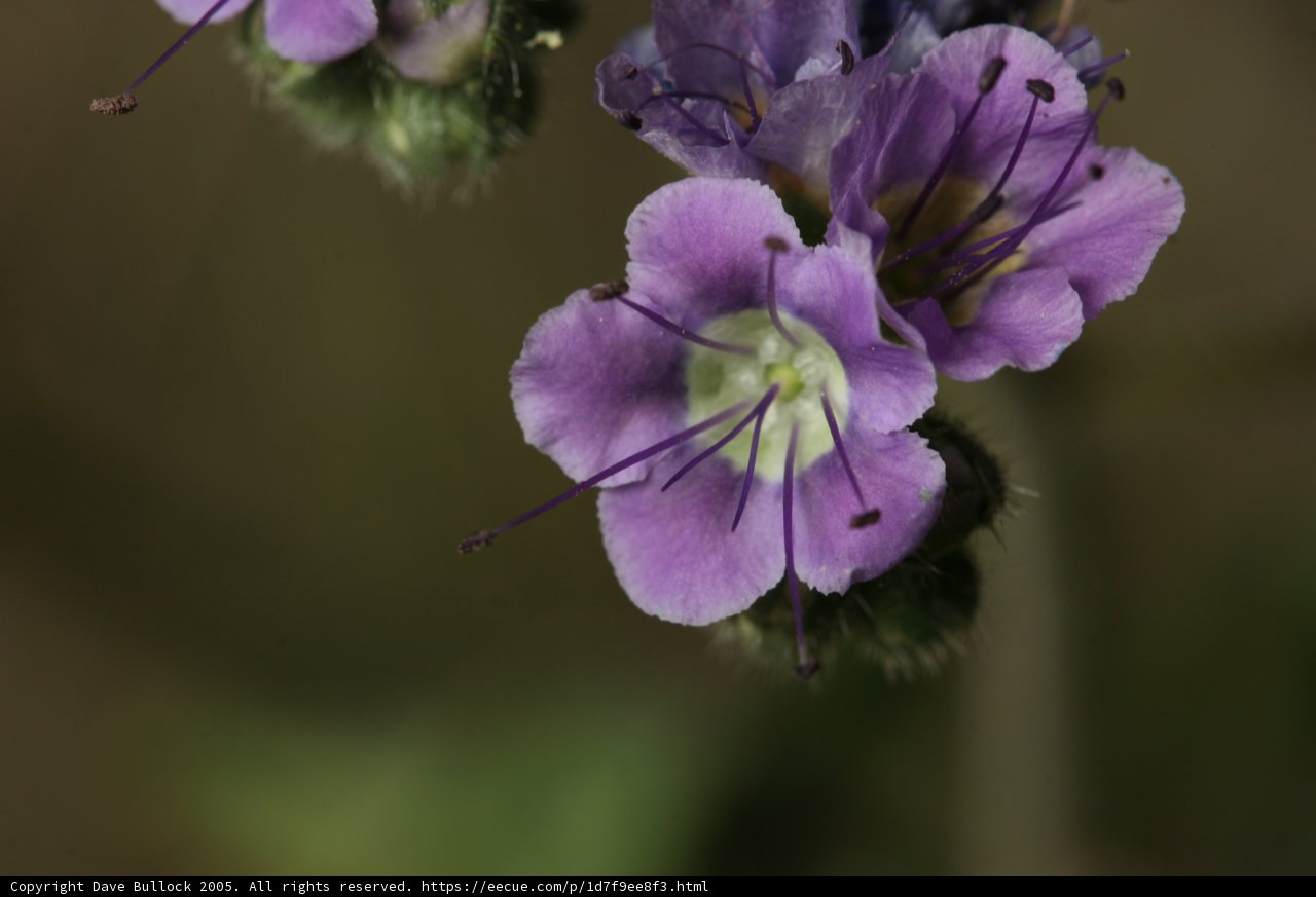 Majestic Purple Geraniums