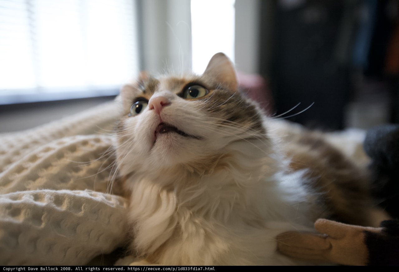 Cat's Purrfect View
