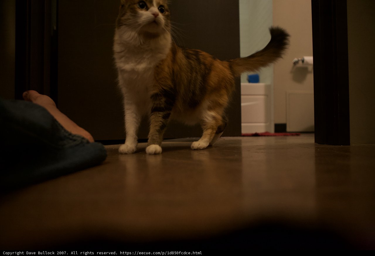 Feline presence in the Living Room