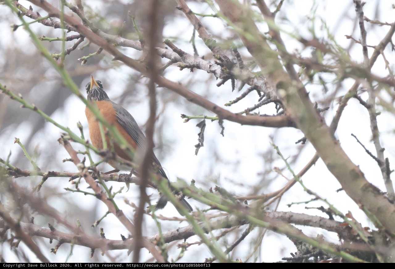 American Robin Singing in Bare Winter Branches
