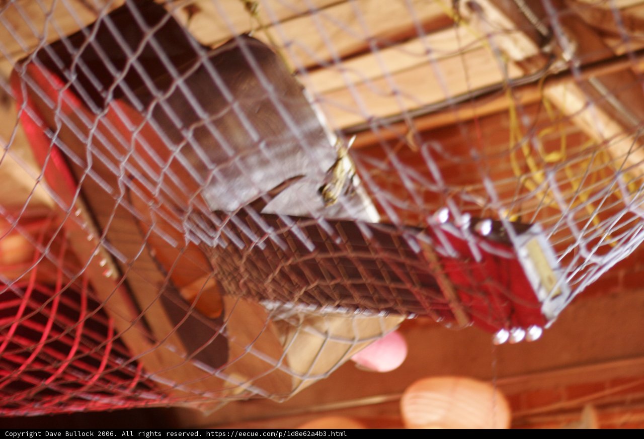 Strumming in the Cage