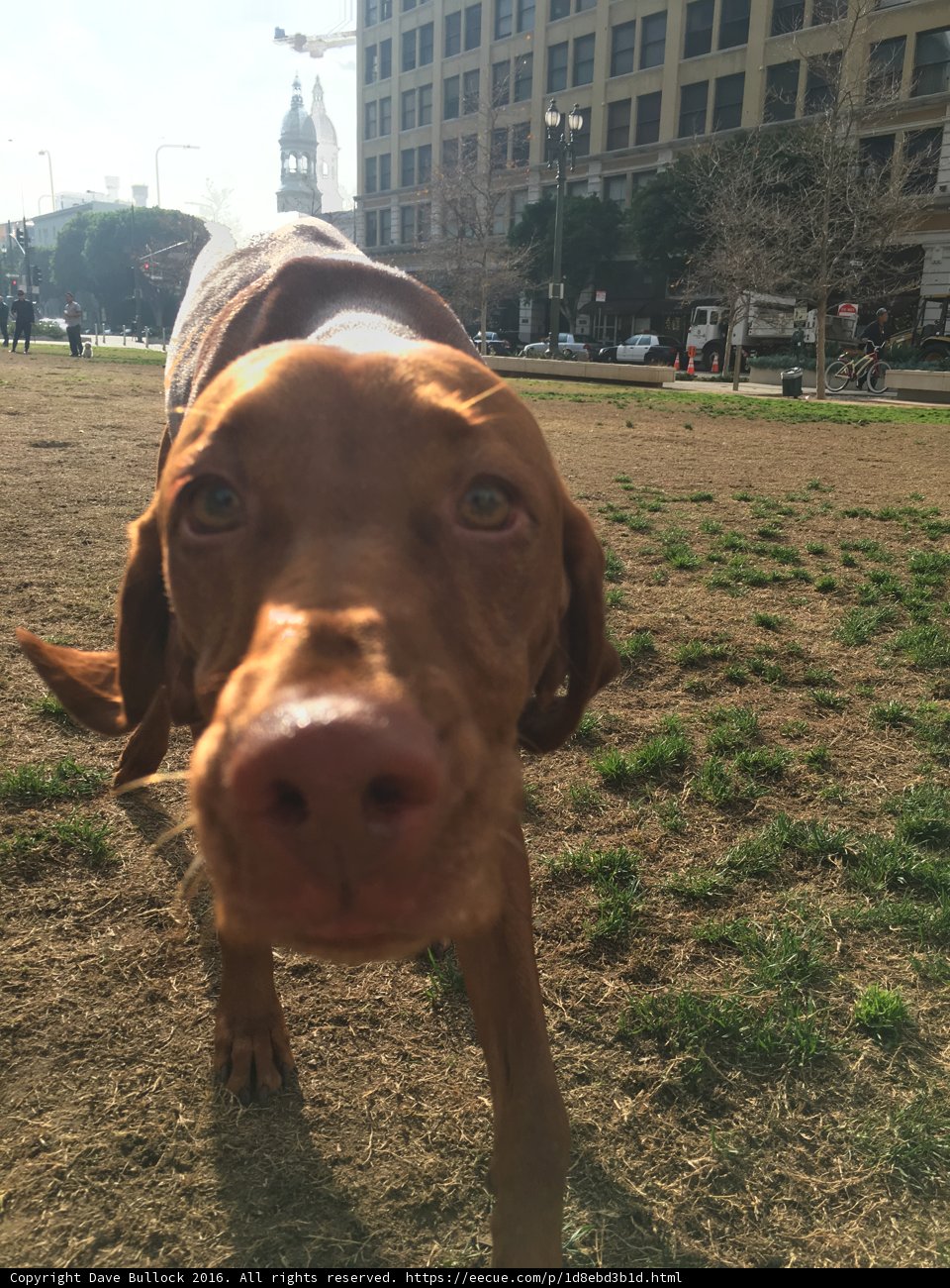 Park Pup