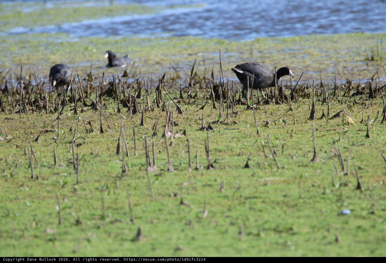 American Coots Foraging in Wetland Marsh Habitat
