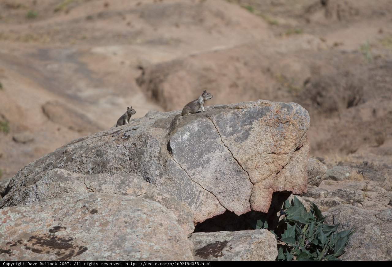Rock Dwellers