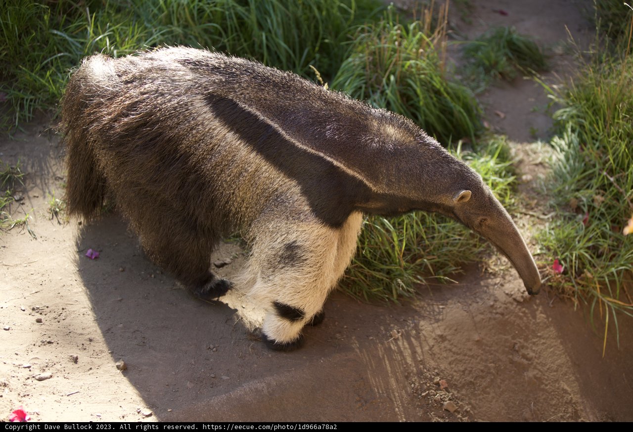 The Majestic Stroll of The Anteater