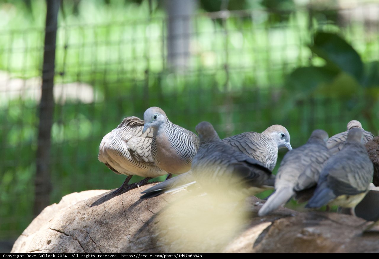 Serenity Among Feathers - A Moment at Honolulu Zoo