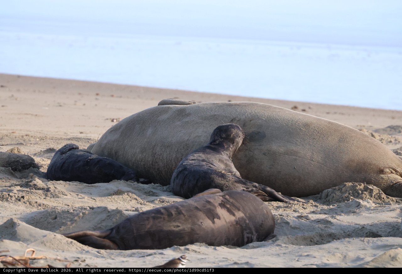 Elephant Seal Mother and Pups Resting on Beach