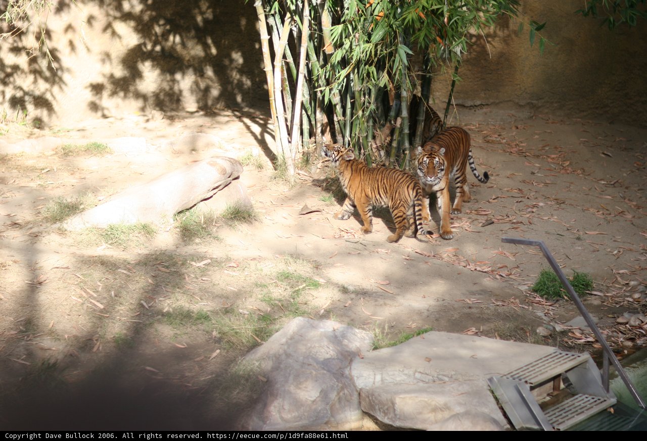 Two Tigers on a Walk in the Zoo