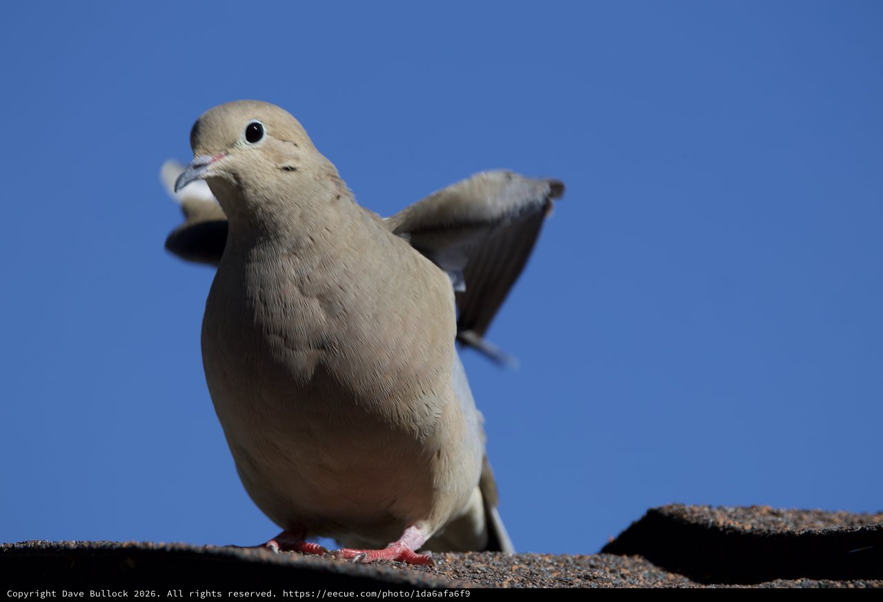 Mourning Dove Perched Against Clear Blue Sky