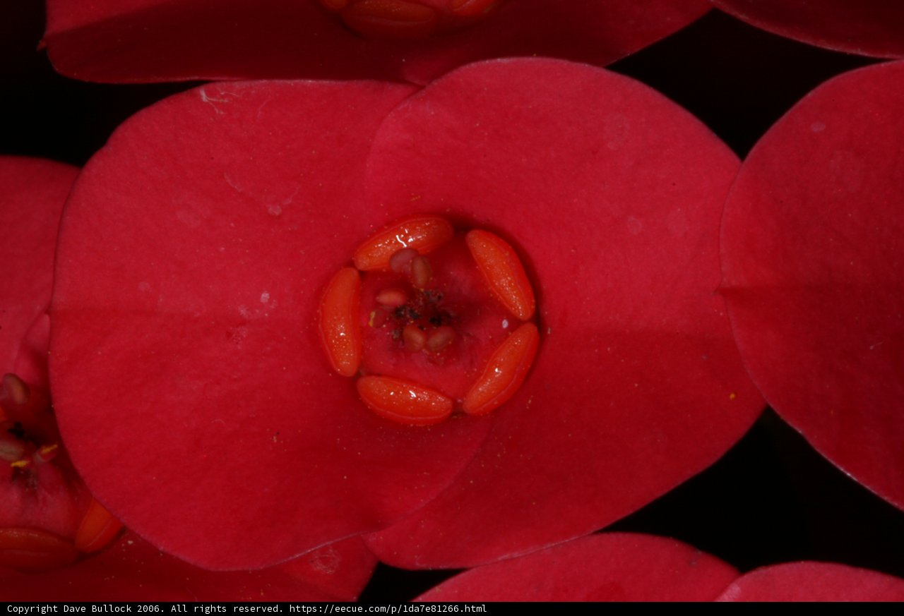 Ruby Petals at Huntington Gardens