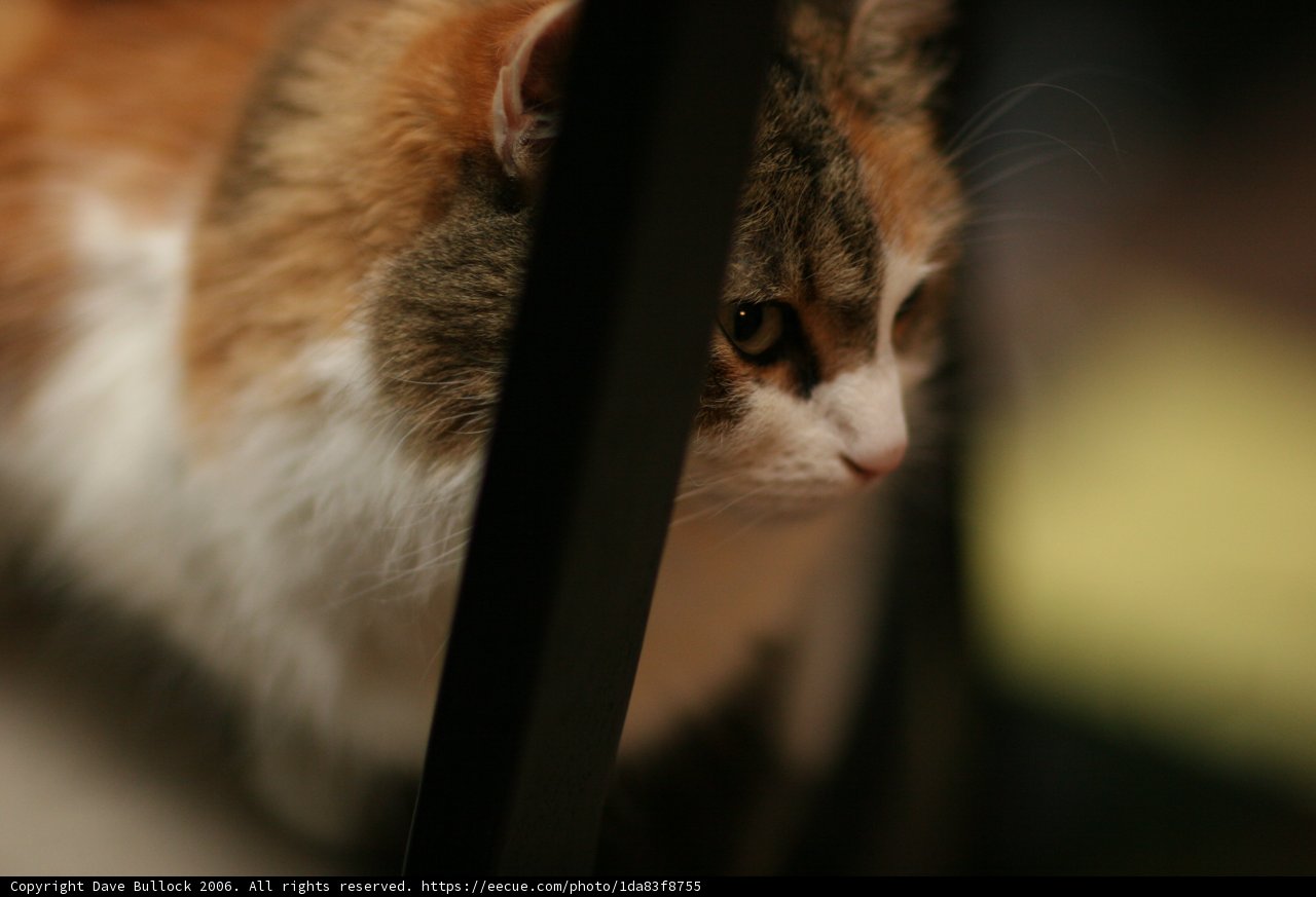 Comfortable Cat