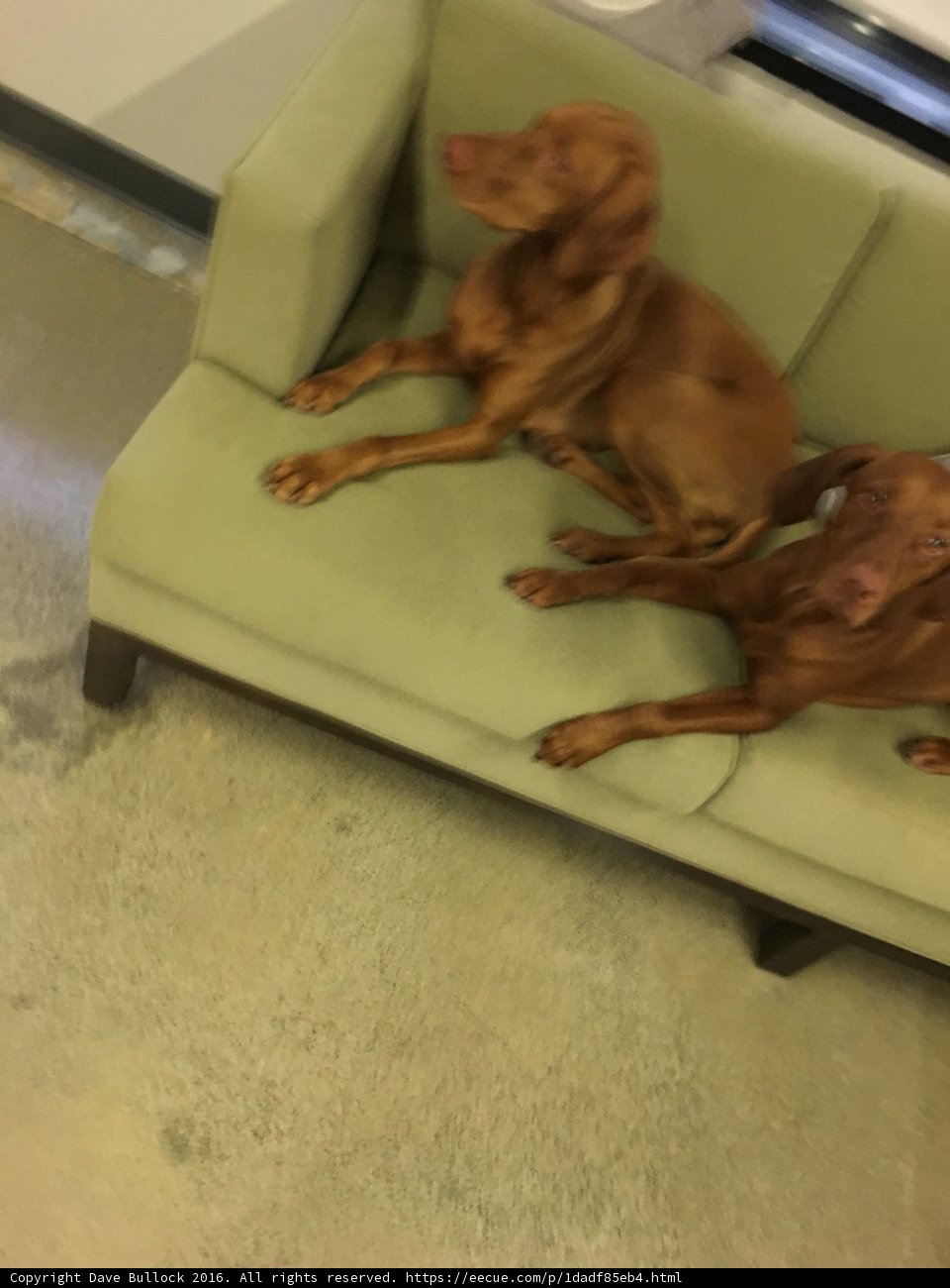 Cozy Canine Couch Time