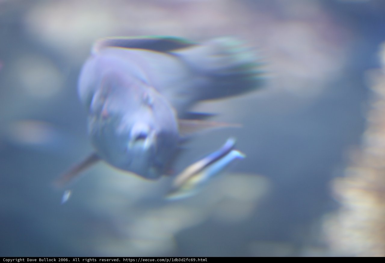 Swimming Amongst the Aquatic Wonders