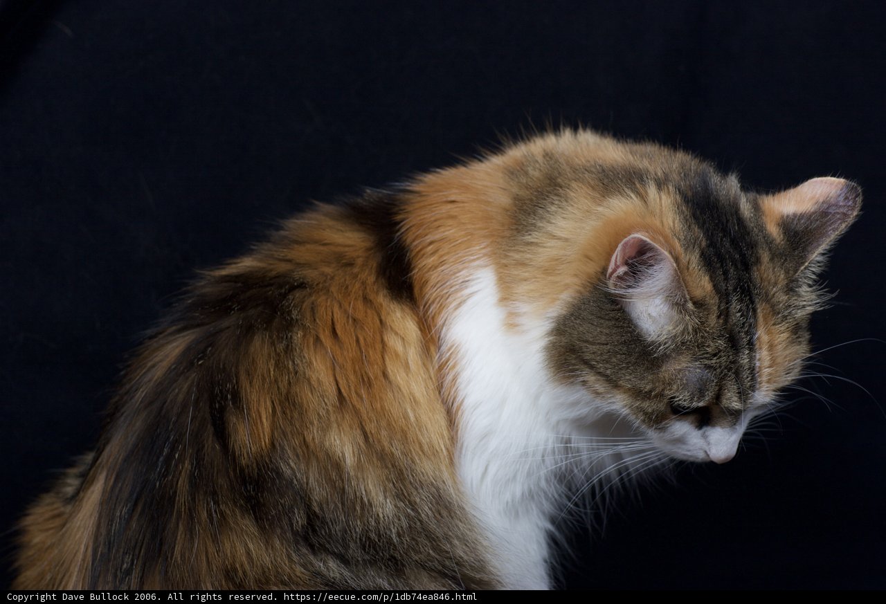 Calico Cutie