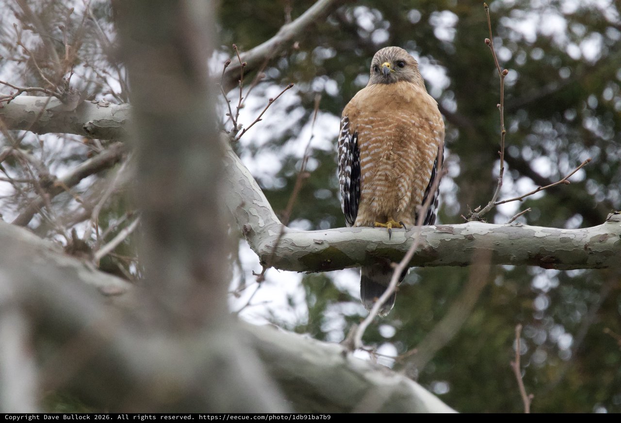 Red-Shouldered Hawk Perched on Winter Branch