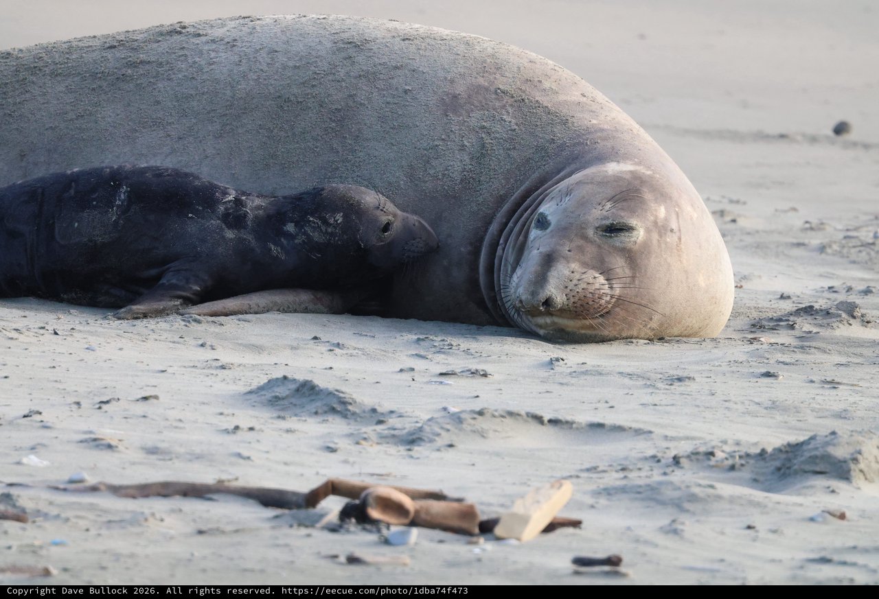 Mother and Pup Elephant Seal Resting on Sandy Beach