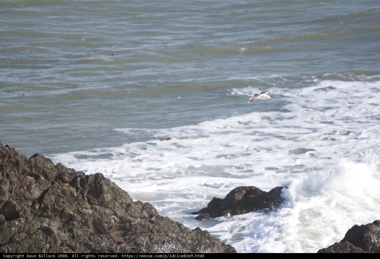Soaring Seagull