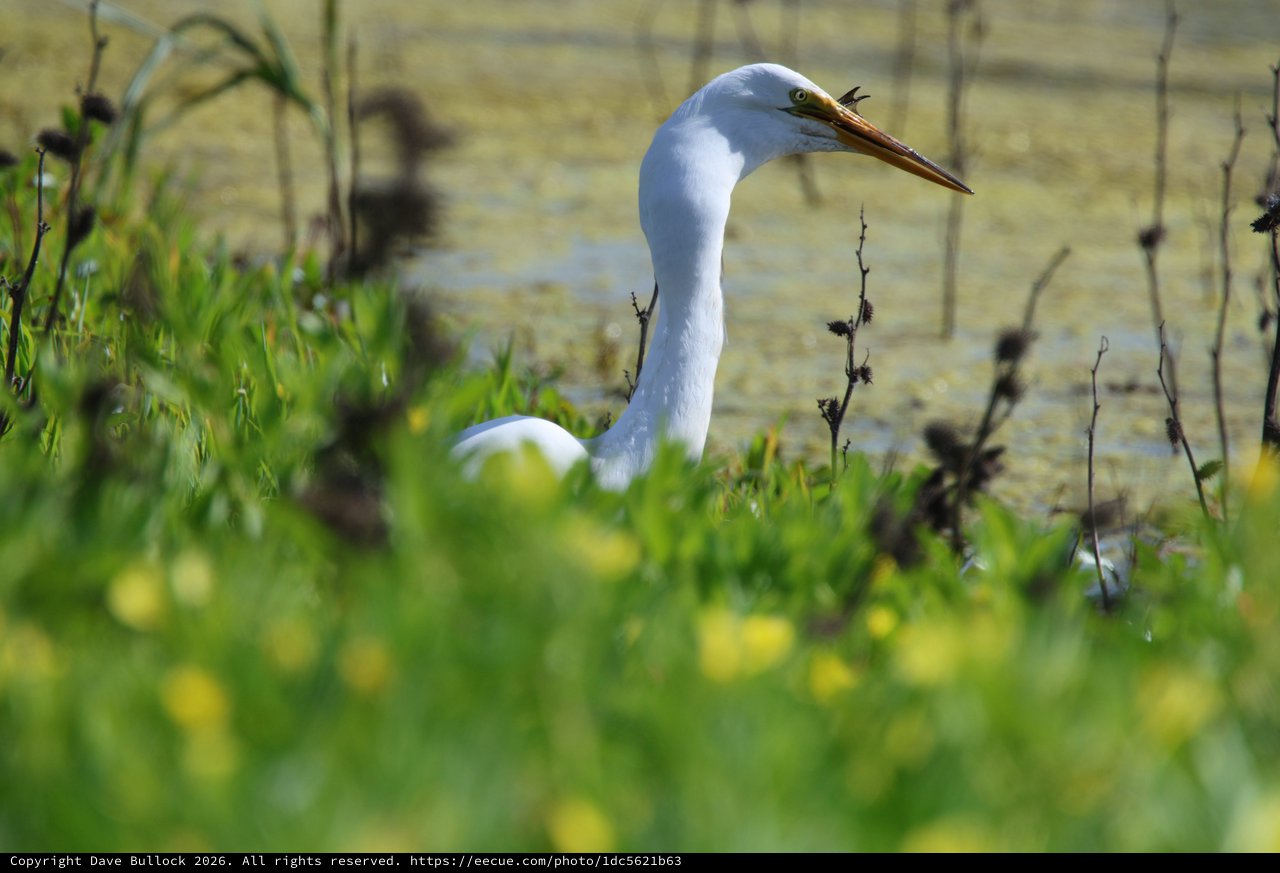 Great Egret Wading Through Spring Wetland Grasses