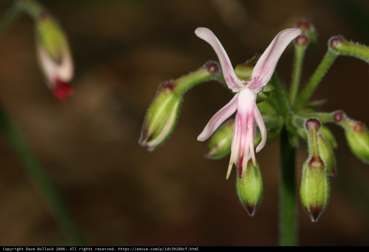 Pink Geranium Flower in Bloom
