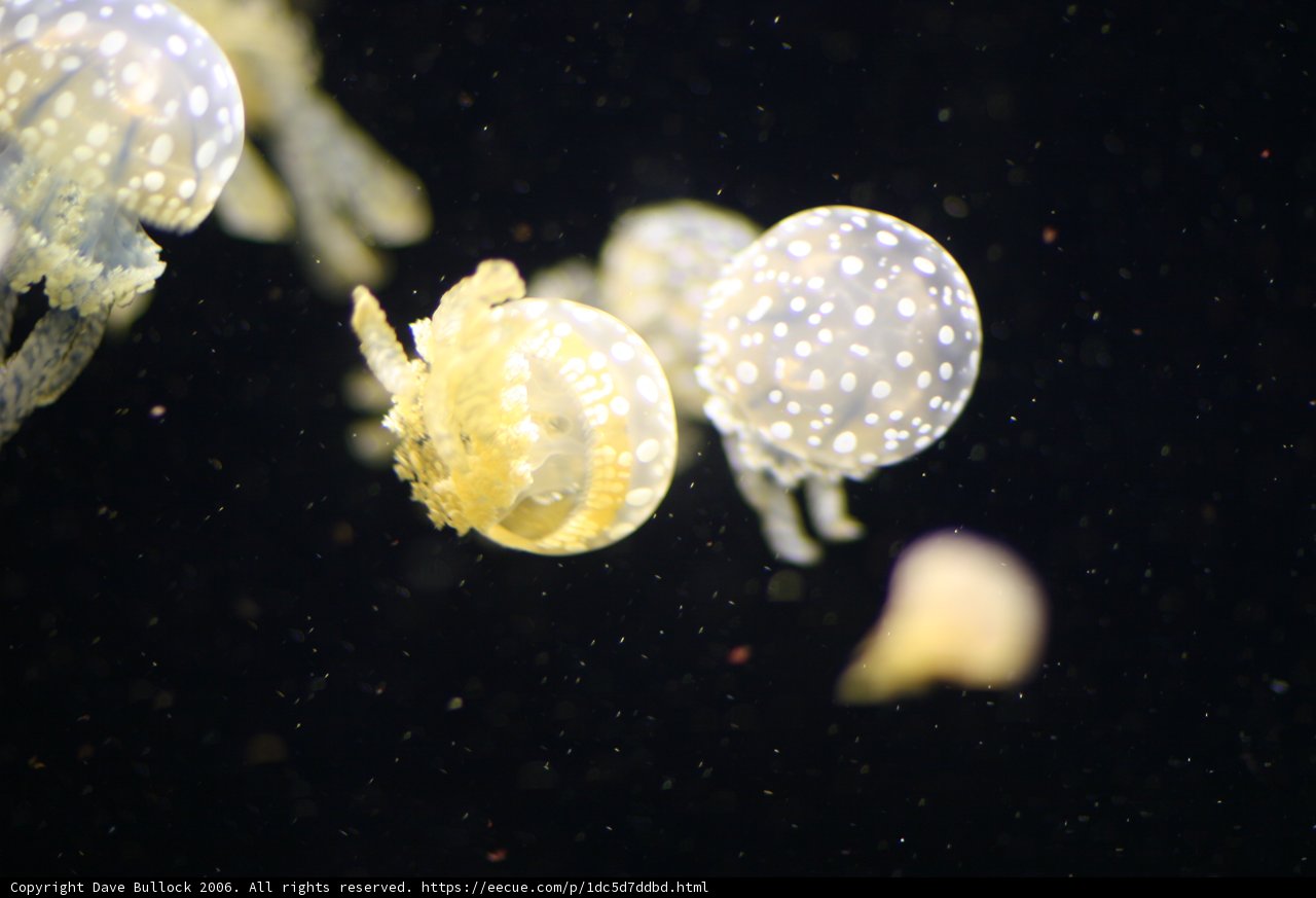 Sea Life Symphony