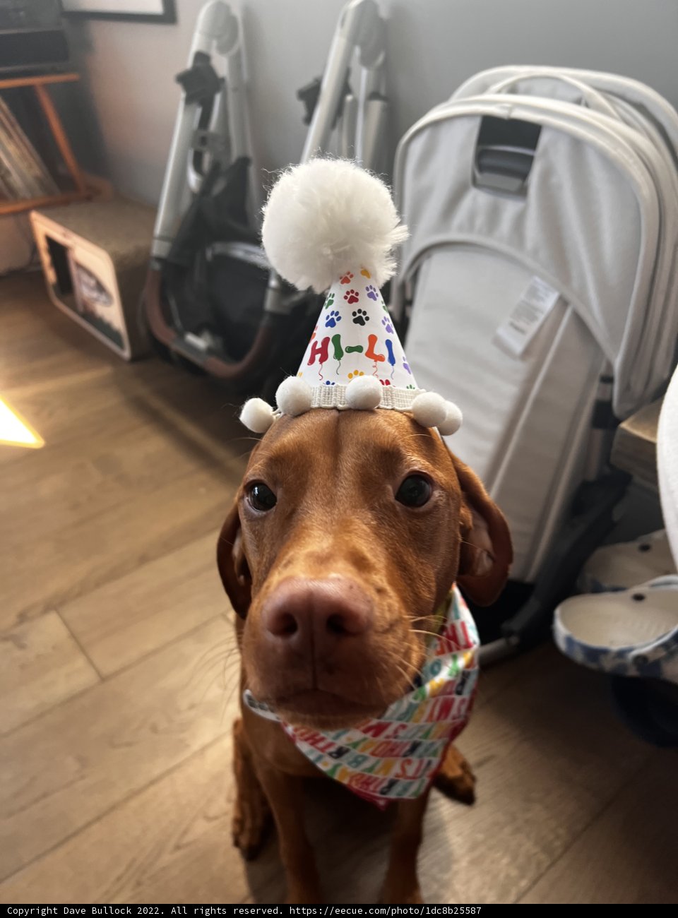 Birthday Pup