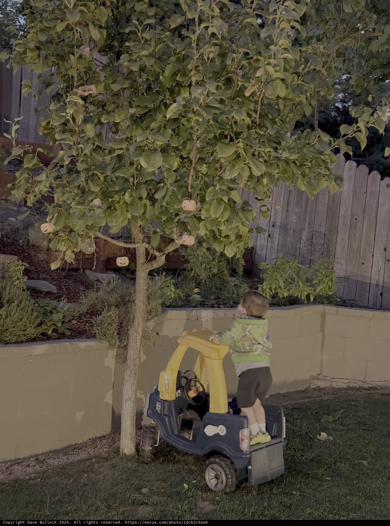 Child Playing with Toy Car in Backyard